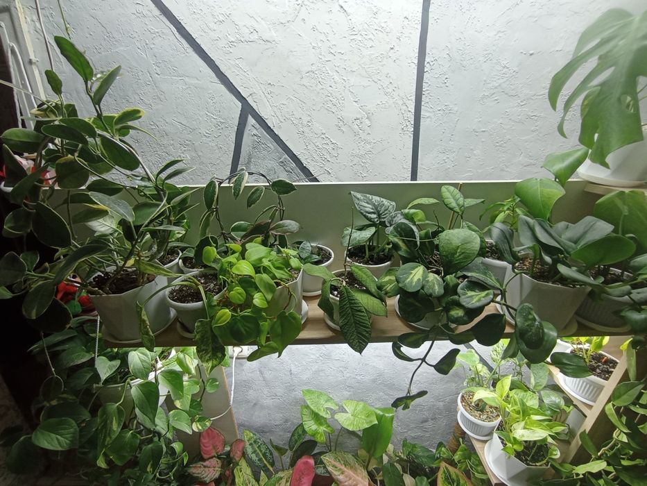 Комнатные растения