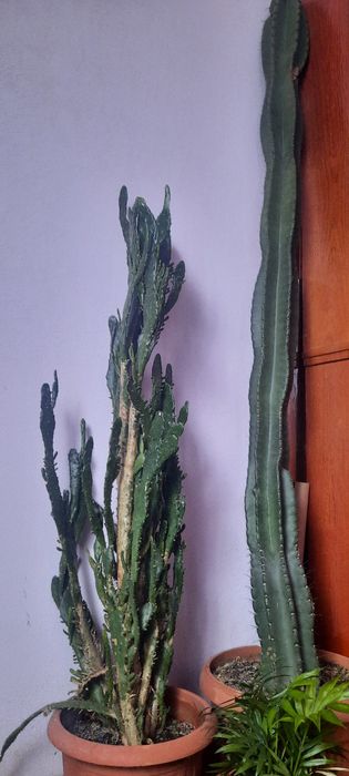 Cactusi diverse specii