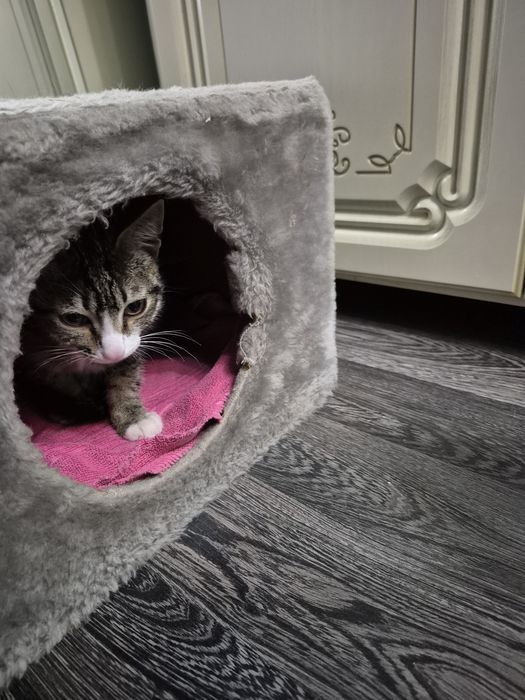 Срочно отдам котёнка!