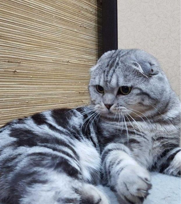 Кошка веслоухая шикарная 1 год, и котята девлчки 1.5 мес