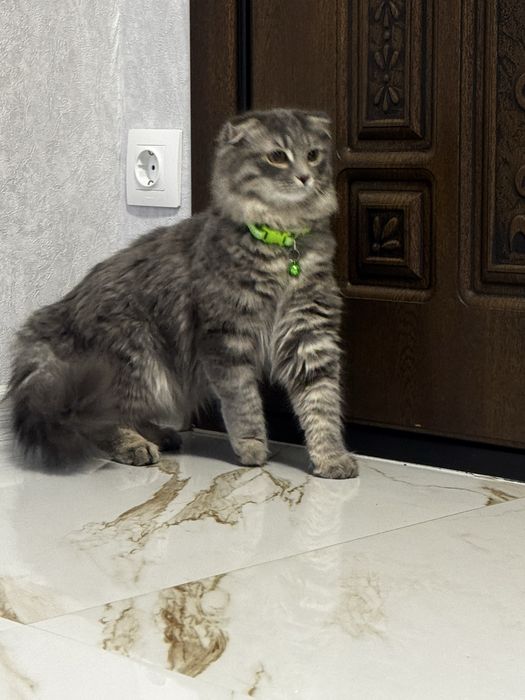 Продаётся вислоухая длинношерстная девочка