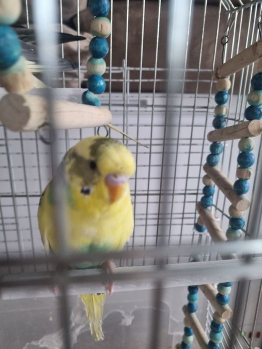 Продам трех попугаев ,парочка короли волнистик