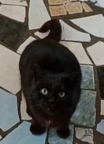 Котенок  мальчик