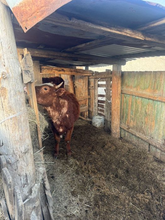 Продам Құнажын Қашар сатамын