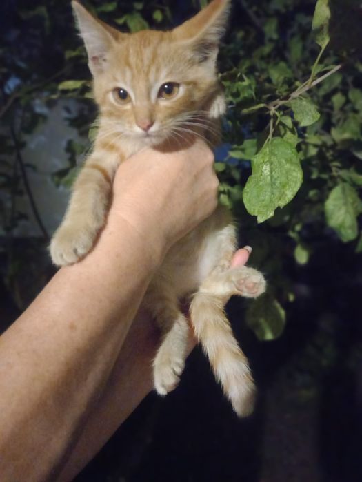 отдам котят даром