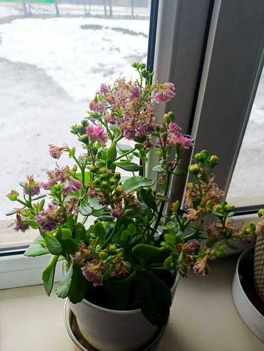 Цветы домашние Каланхоэ