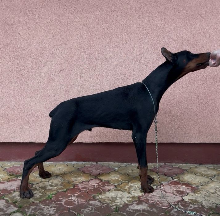 Black Friday! Doberman puppies with pedigrees at a 30% discount