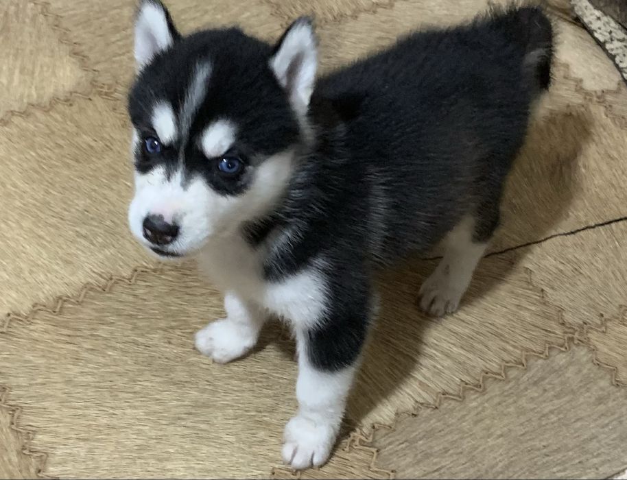 Хаски чистокровные .1 месяц