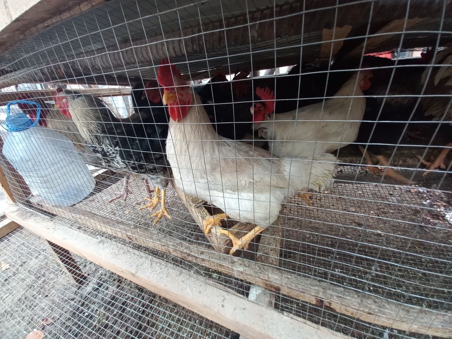 Жаңалық жүргізушімен секс көру