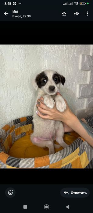 Щенки с приюта бесплатно