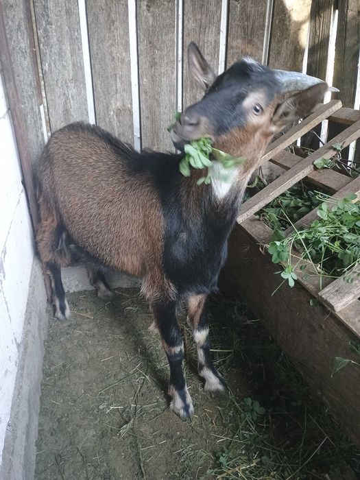 Vând țap vârstă 6 luni