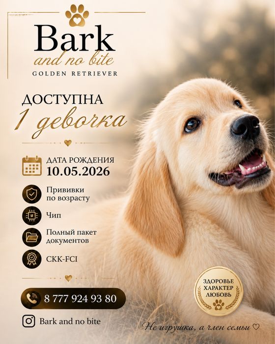Золотистый ретривер