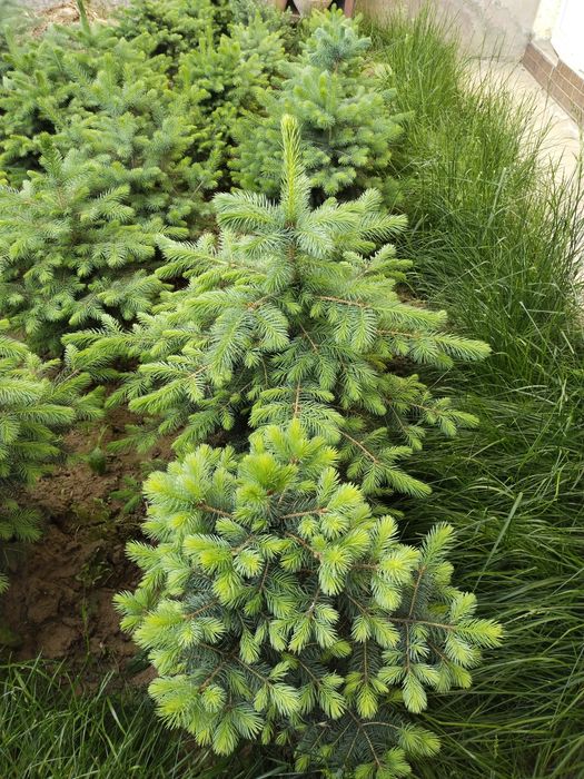 Продаются Голубые ели.!