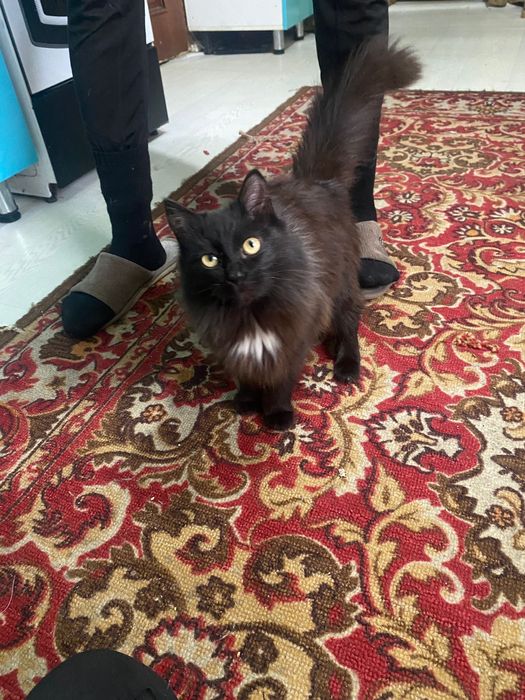 Отдам кота в добрые руки