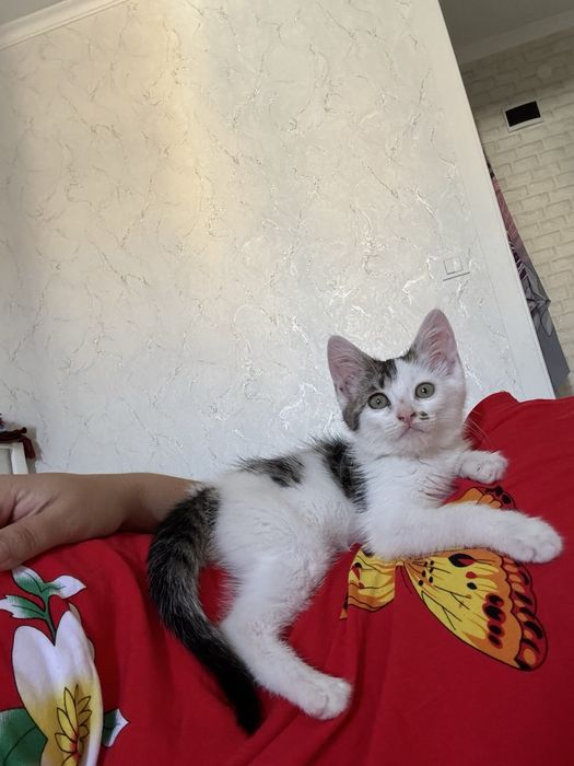 Котенок 2,5 айлык тегин бериледи