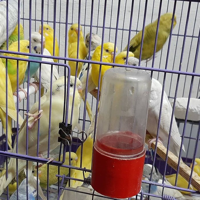 Волнистые попугаи