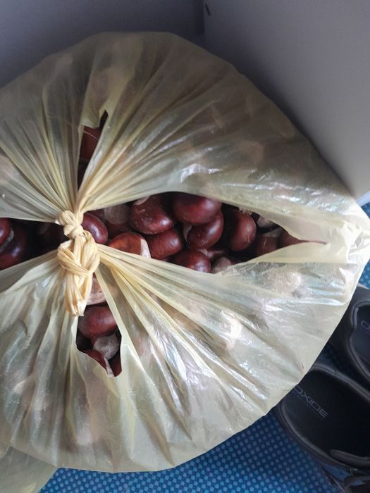 Продам конские каштаны.продаже два больших пакета за два пакета 10000т