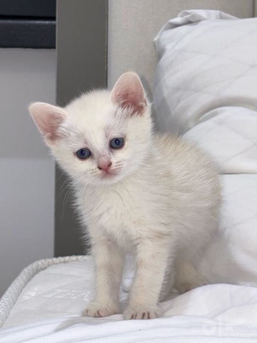 Продаются котята