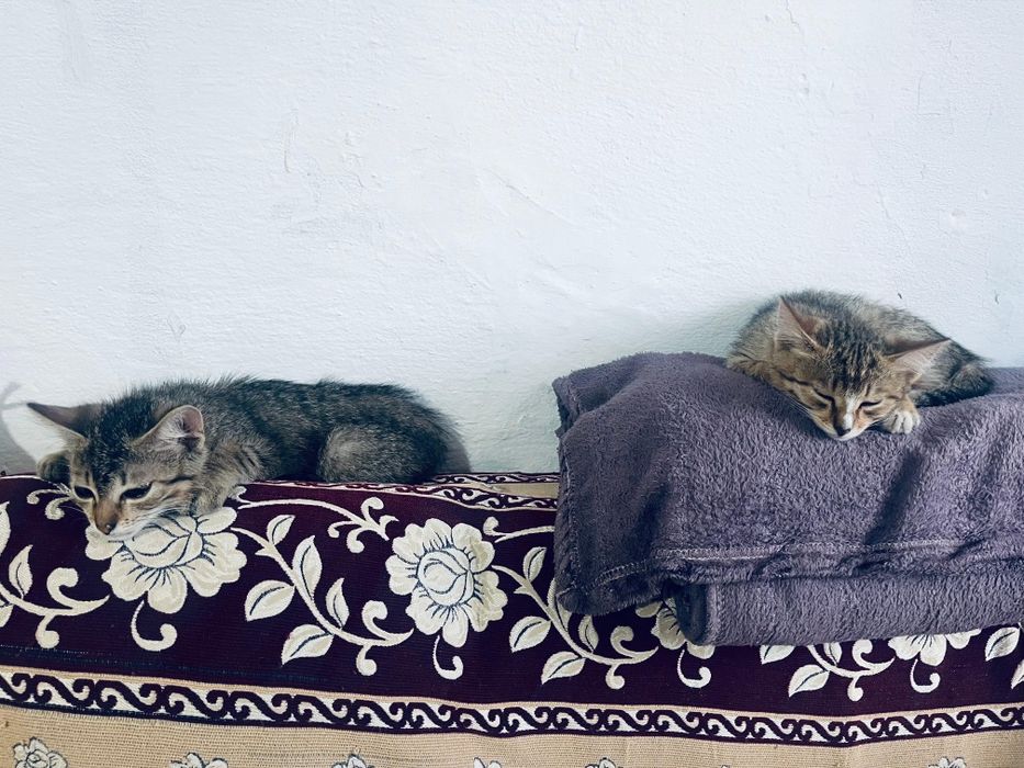 Отдам котят в добрые руки