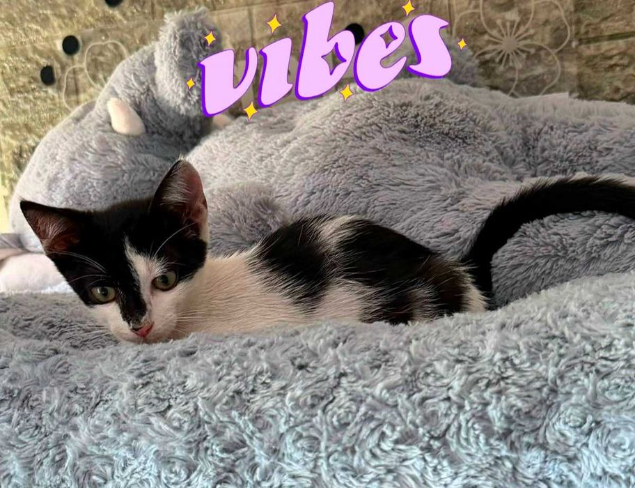 Adoptie pui de pisica alb Misti
