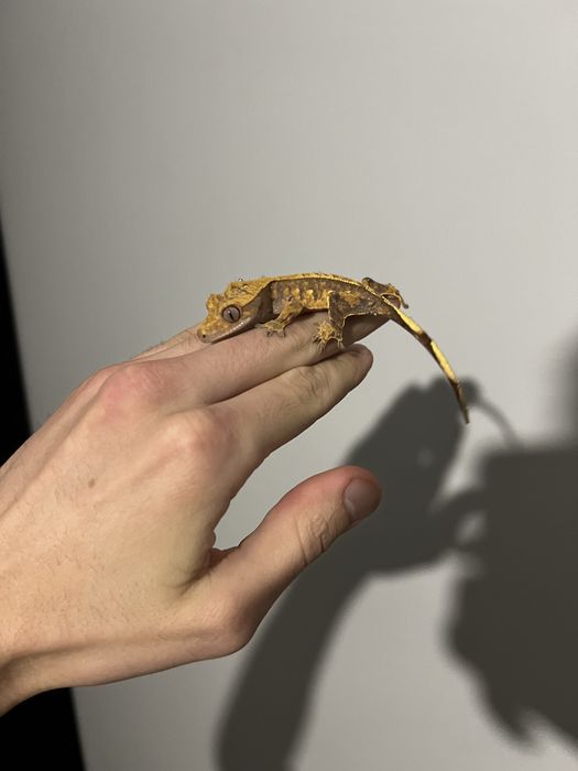 Crested gecko/ gecko cu creasta diferite morphuri