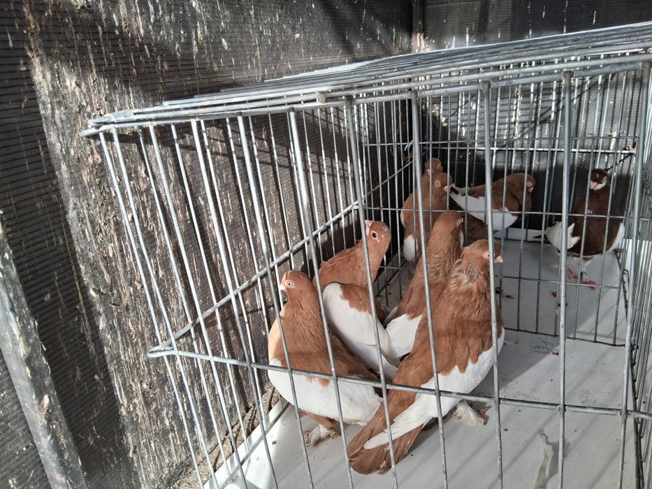 Vând porumbei baltati