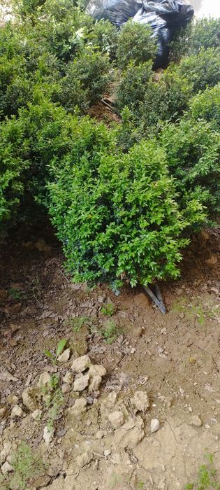 5 yillik shamshod kochatlari