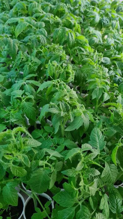 Рассада, Помидоры, Перцы, Баклажаны