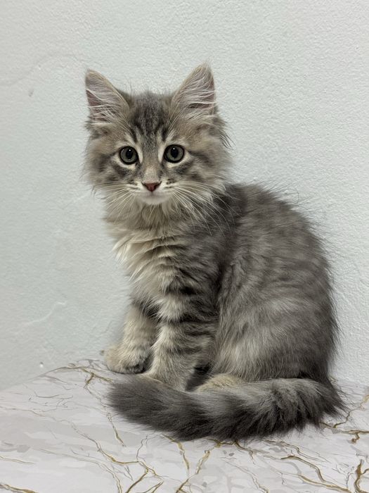 Котенок мальчик бесплатно