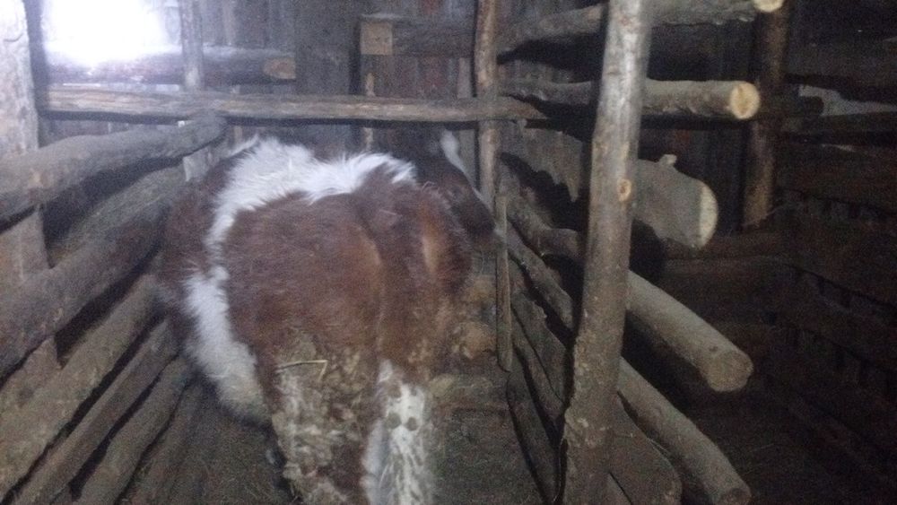 Бұқа мен тайша сатылады