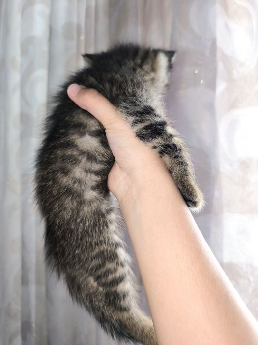 Котёнок 2 месяца