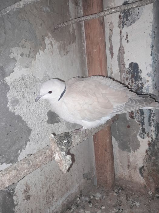 Продавам гугутка/скумрук