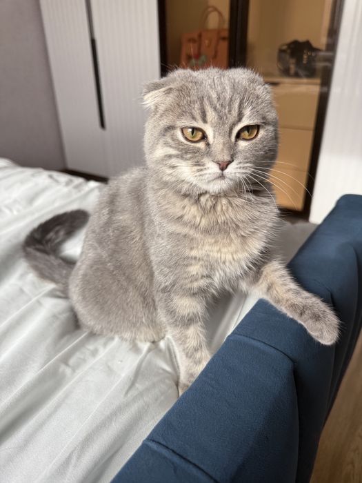 Отдам кошку в добрые руки