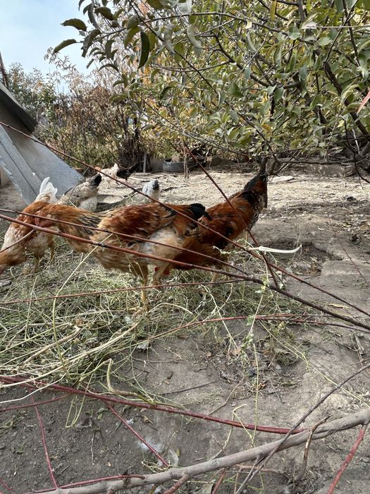 Жас қораздар домашний