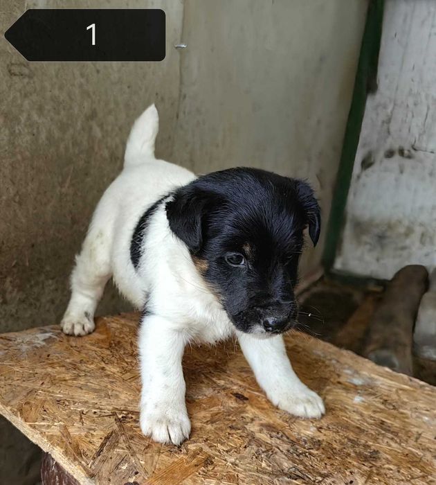 Catel Fox Terrier, rasa pura, foarte inteligent