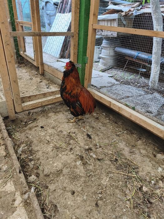 Vând cocos araucana