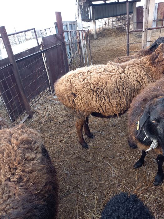 Продам  баранов. Кошкар 2 год барануха с. Ягненком кошкарчик 5 дней.пр