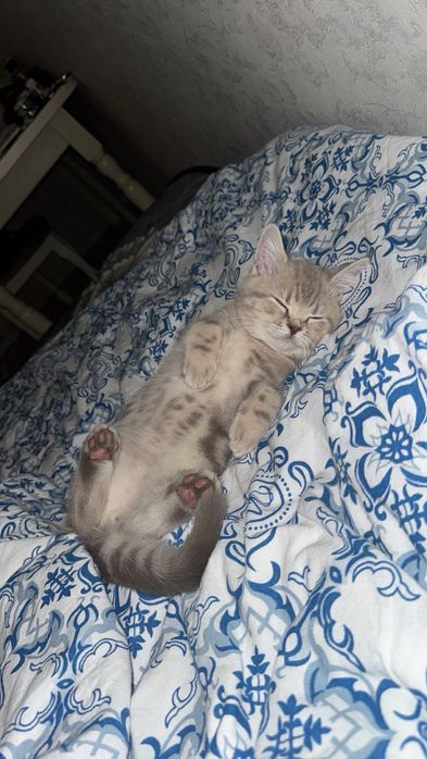 котенок 5 месяцев