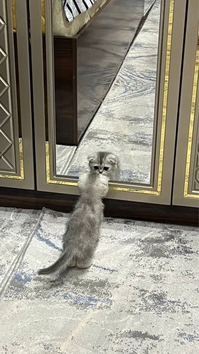 Scottish Fold Serebristaya Shinshilla