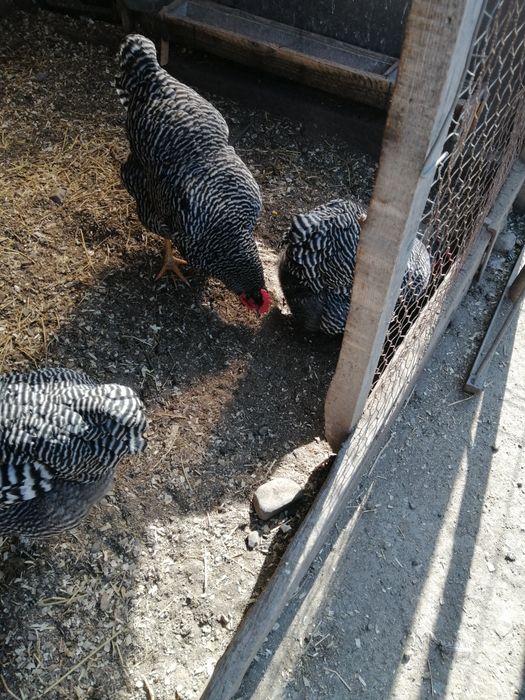 Vând găini de rasa Playmuth rok baratO rasa f bună. Rezistenta la boli.