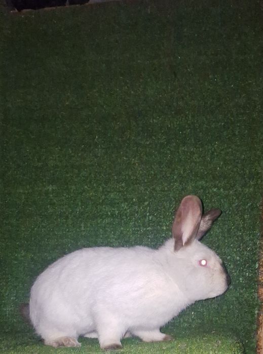 Yevro  Kaliforniya  erkak  sames  sotiladi