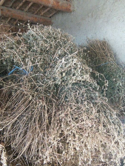 Beda mol òt беда арзон Ромитан Бухоро