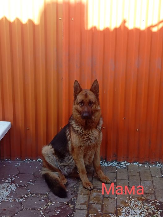 Щенки немецкой овчарки.