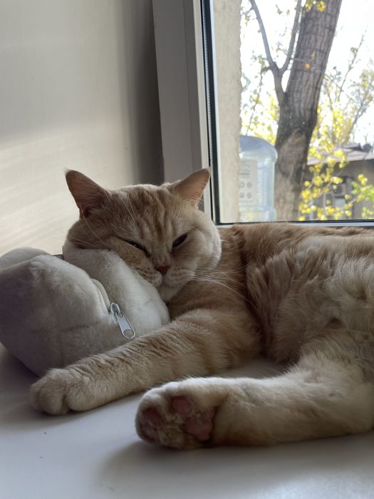 Кот британец для вязок