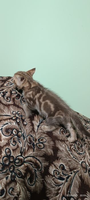 Британские котята