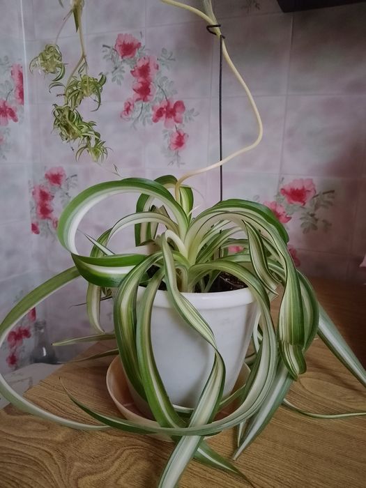 Хлорофитум кудрявый