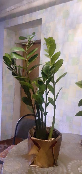 Цветы долоровое дерево