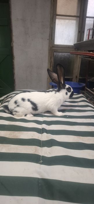 Tineret Fluture German Pestrit