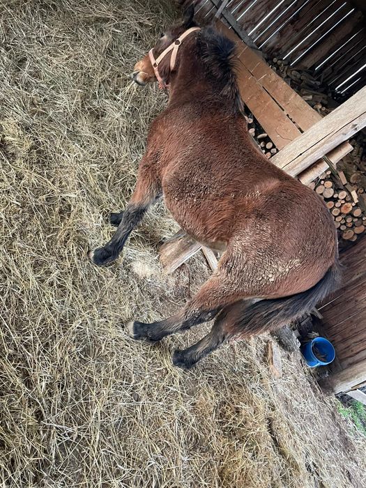 Mânz 11  luni. Preț 4000