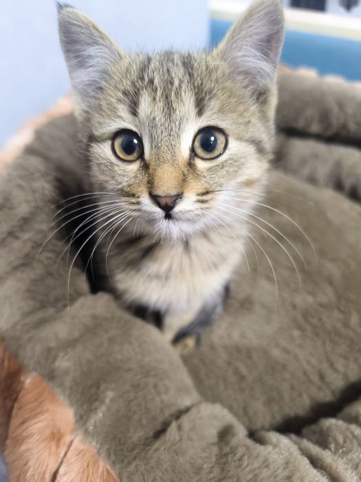 Котенок маленький